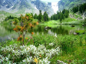 Каракольские озера - альпийские луга